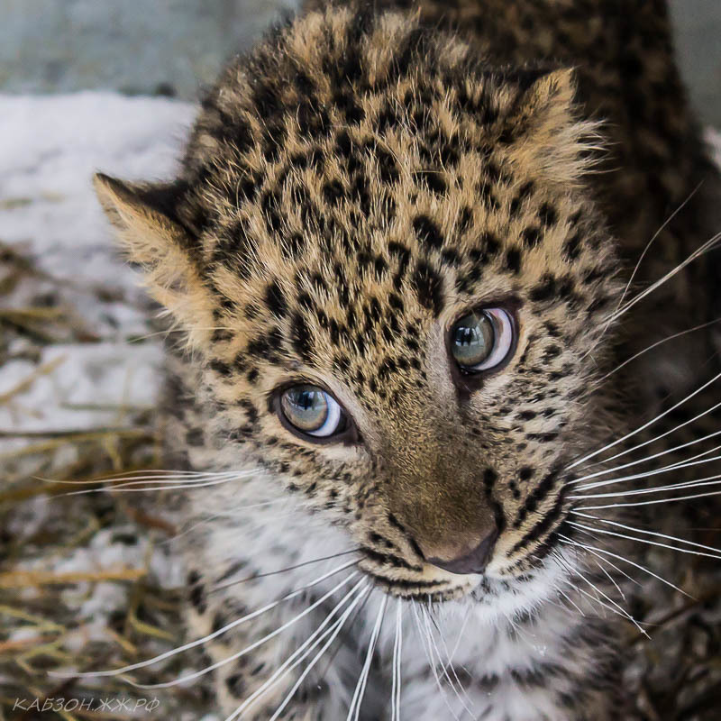 I can hardly wait for this fidget to play enough ... - My, The photo, Animals, Lynx