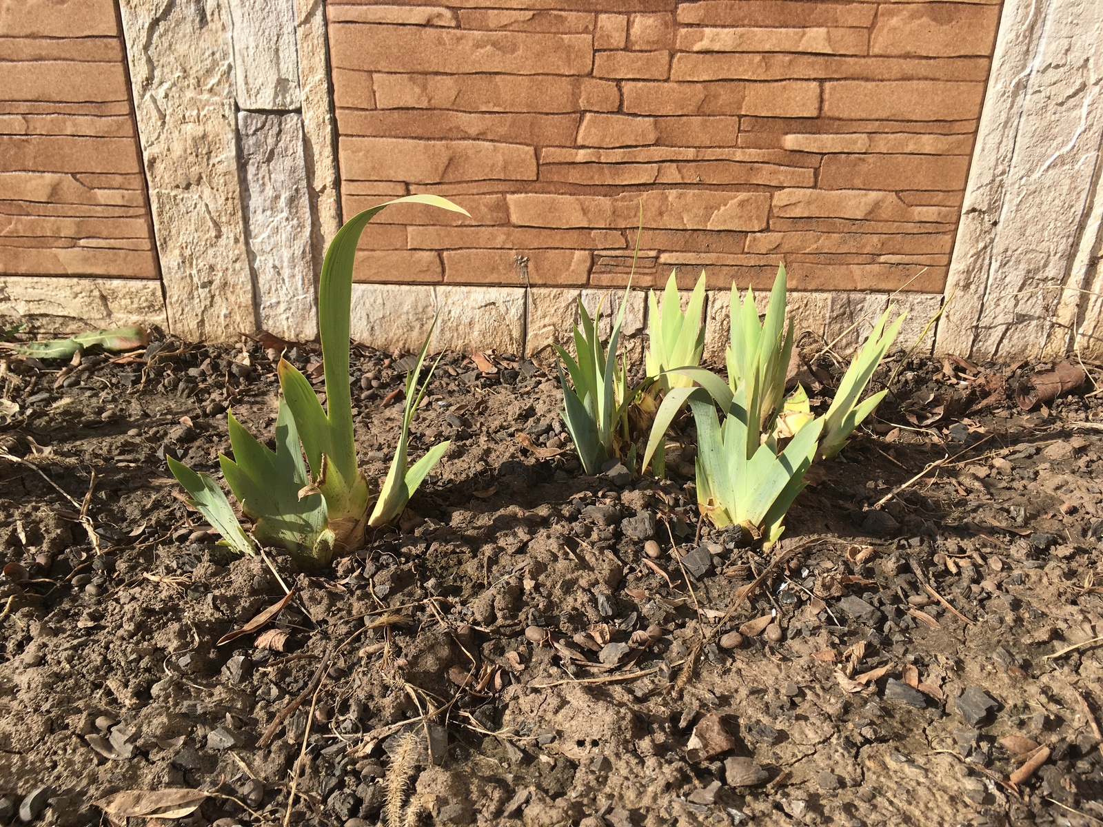 February. - My, February, Winter, Tulips