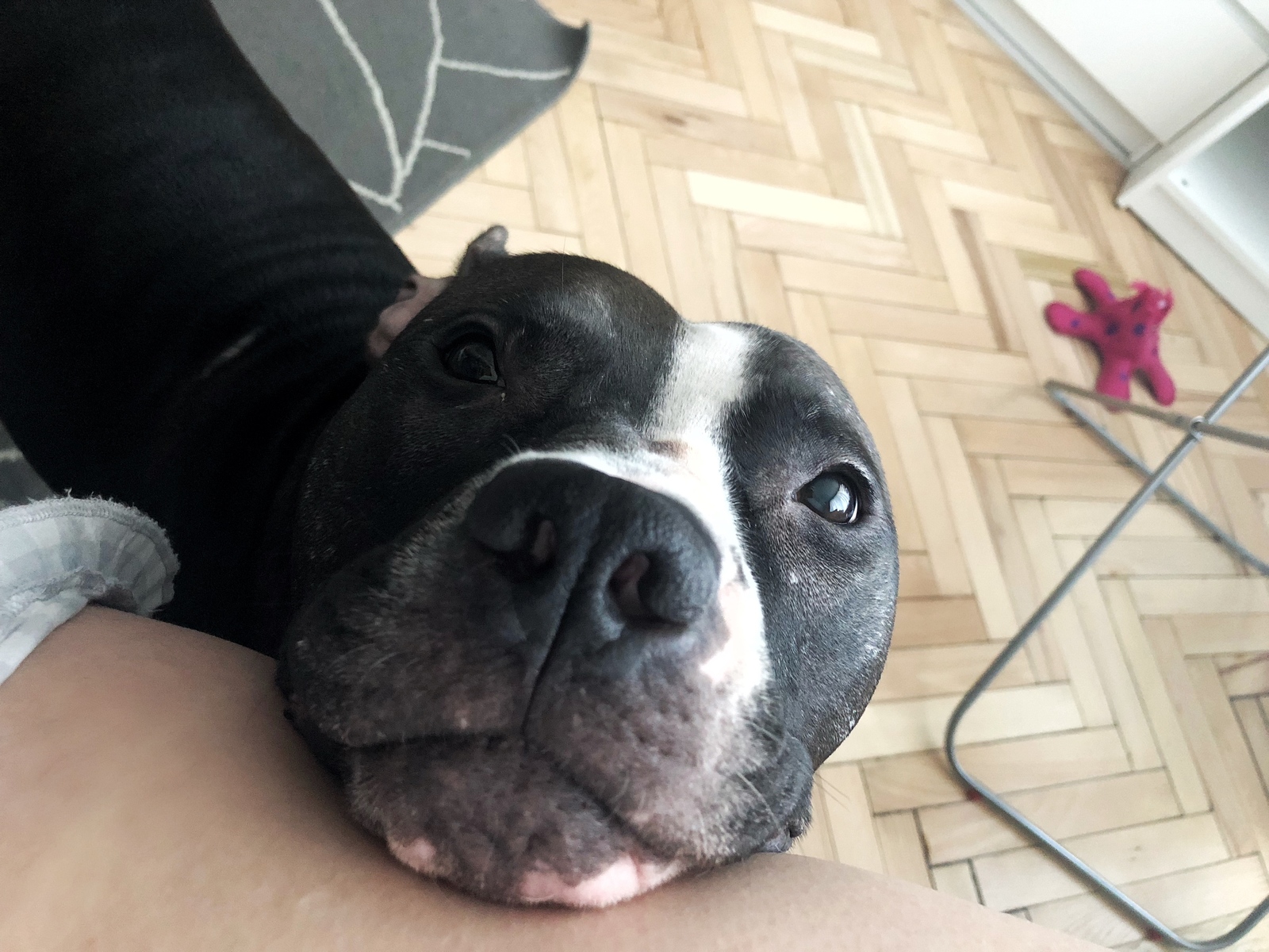 How to tame a pit bull. 306 days later - My, Dog, Animal shelter, Longpost