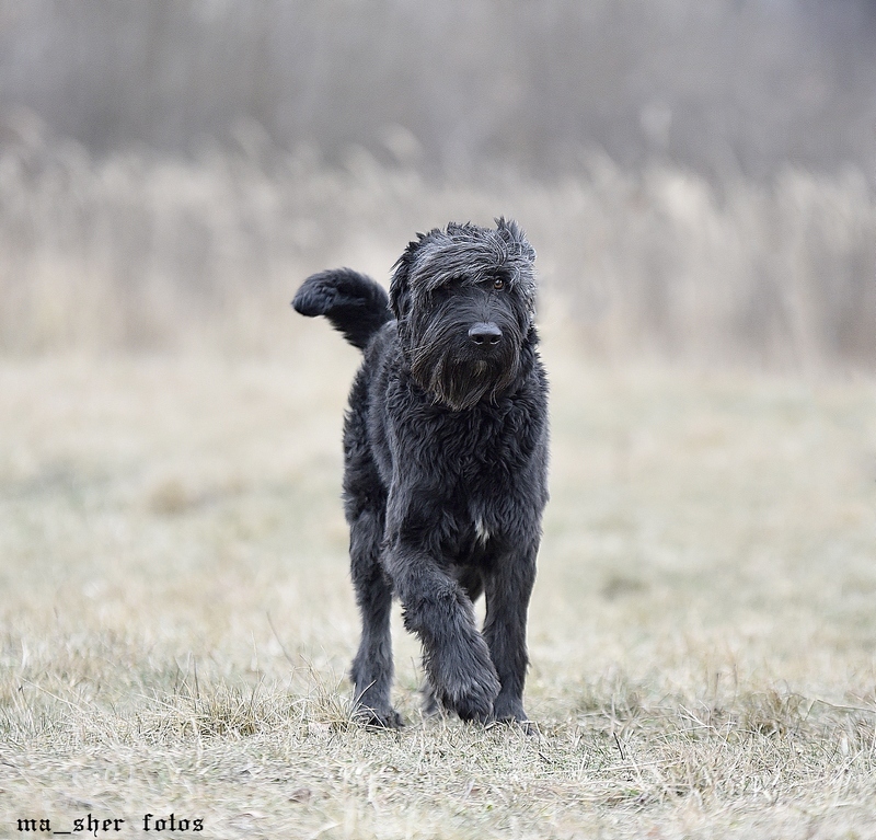 Suddenly there are good hands? - My, Giant schnauzer, In good hands, Dog, Longpost, Подмосковье, Help, No rating, Helping animals