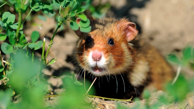 Road construction in Bavaria halted due to sleeping hamster - Hamster, Germany, Red Book, Road, Building, Hibernation, Animals