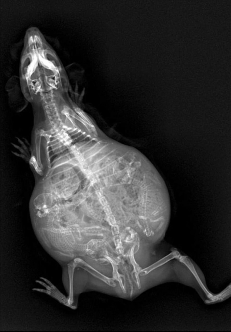 Pregnancy in x-rays - X-ray, Pregnancy, Animals, Longpost