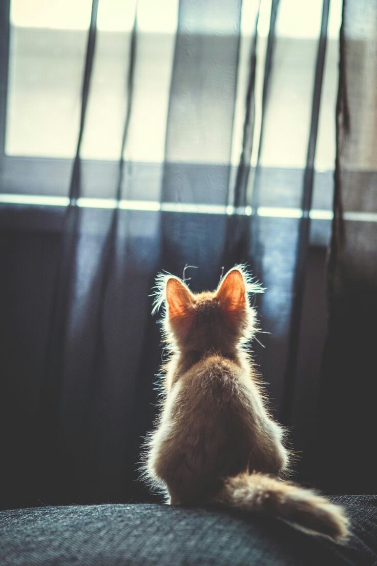 Sunny cat - Lucky shot, Fluffy, cat, Animals, Pets, Lucky moment