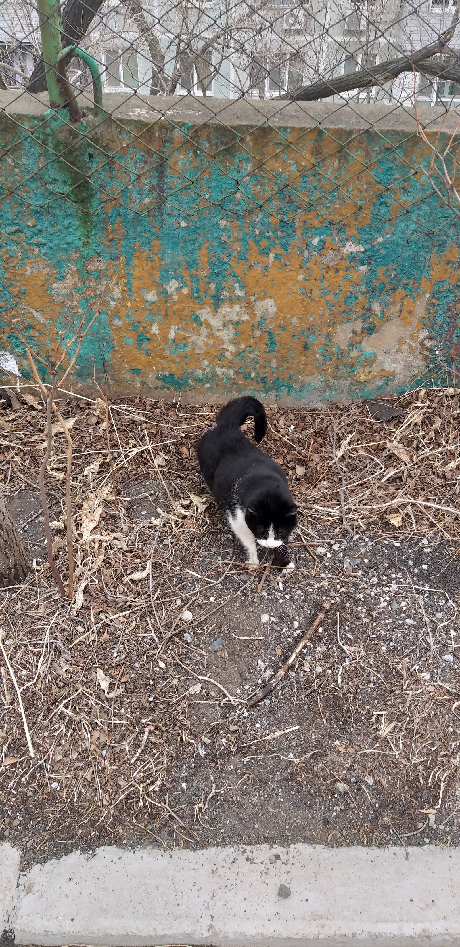 Cat on the object :) - My, Work, cat, Animals, Longpost