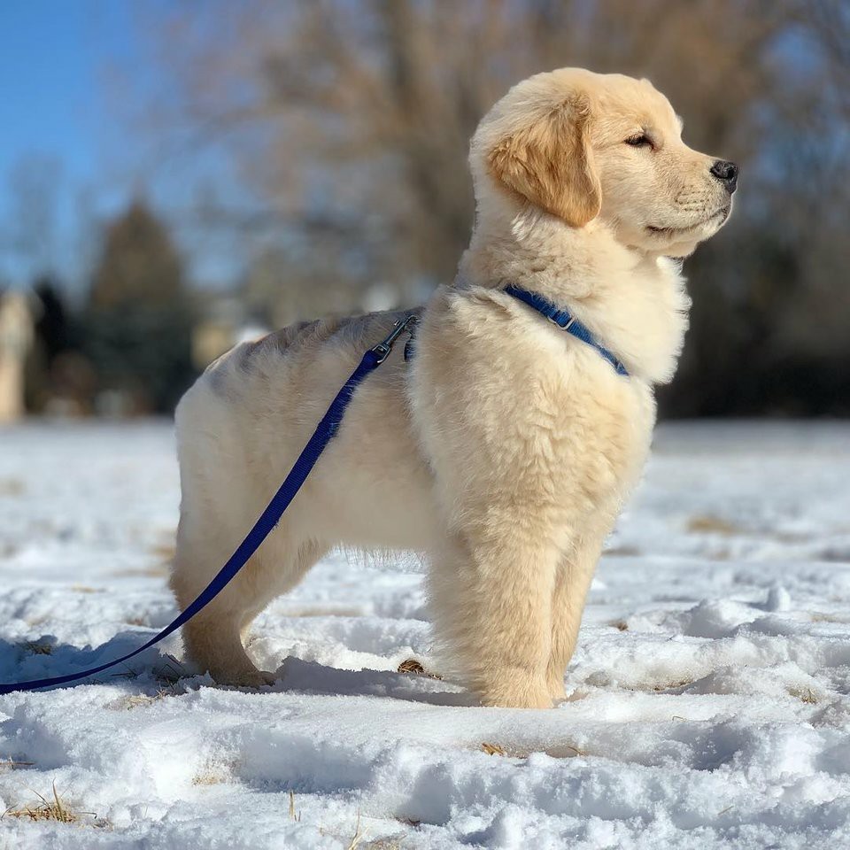 Posing - Golden retriever, Milota, Dog, Puppies, Winter