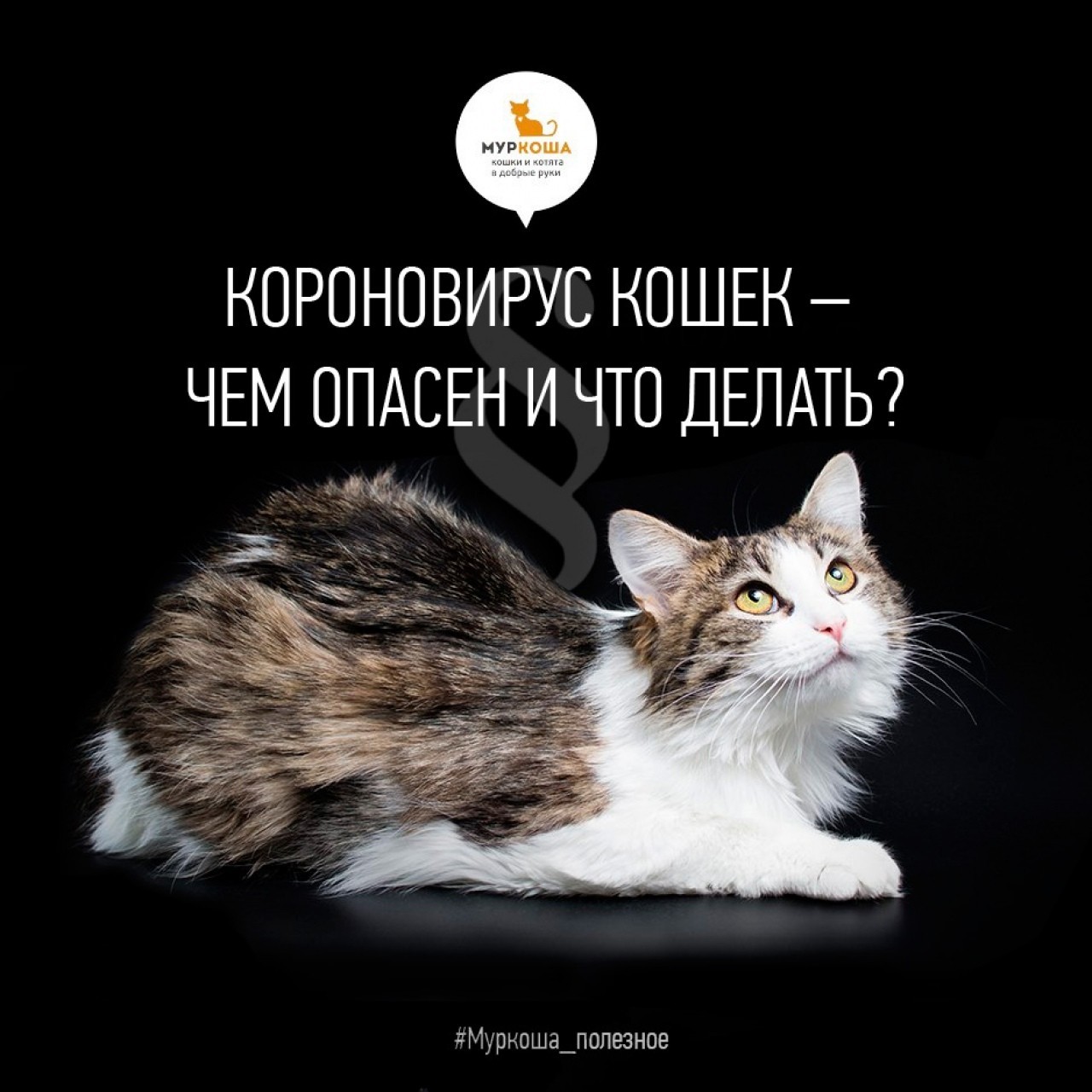 Coronovirus in cats - what is dangerous and what to do? - My, Murkosh shelter, Murkosha, Useful, cat, Longpost, Coronavirus, Pets
