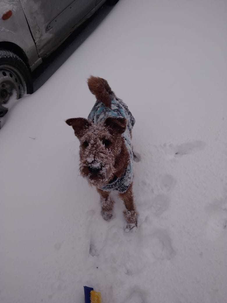 Irish Bone Day - My, Irish Terrier, Dog, The photo, Longpost, Good boy