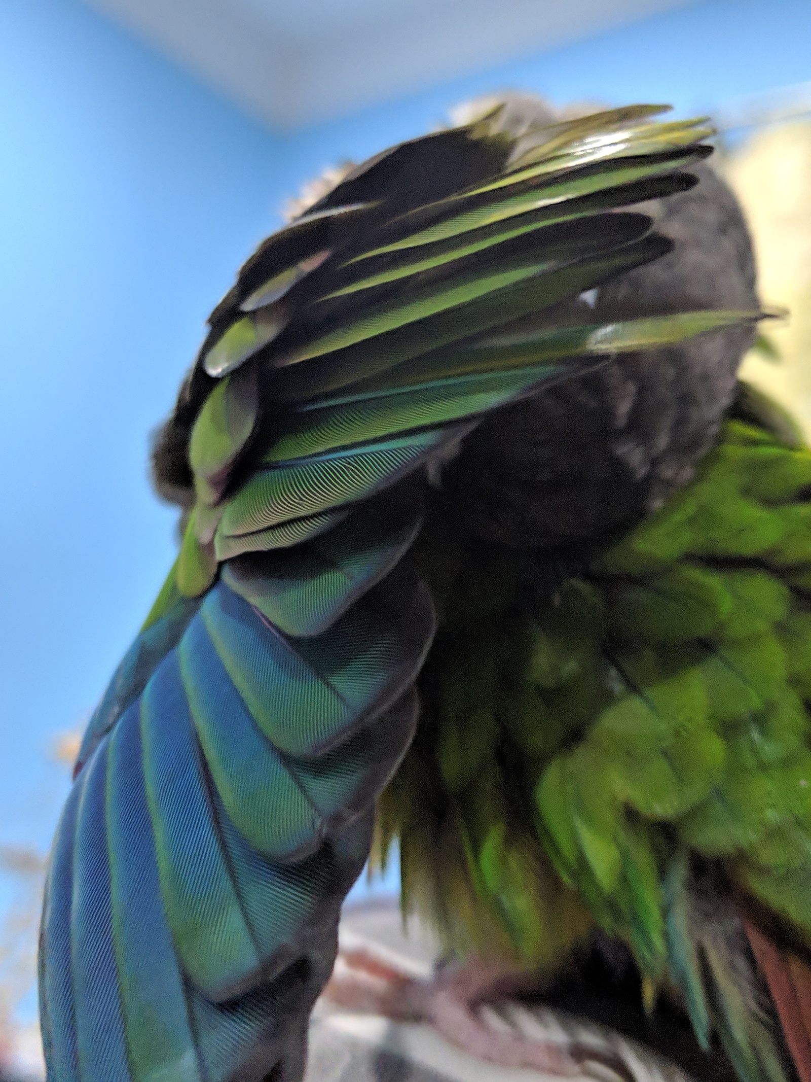 Pirrura cleaner! - My, Pyrrura, A parrot, Milota, Video, Longpost, The photo