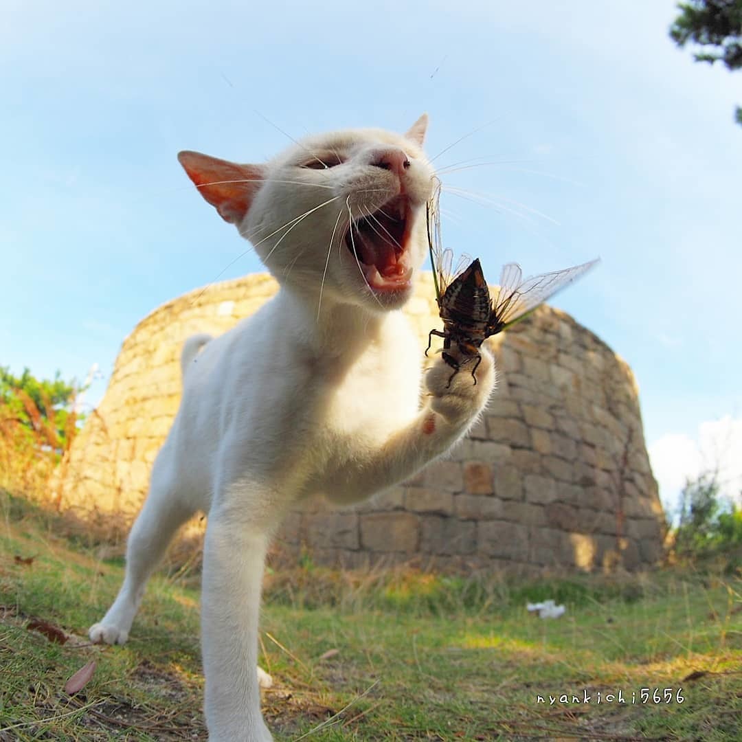 A Japanese photographer takes pictures of stray cats whose life is a real rock and roll! - cat, Japan, Longpost