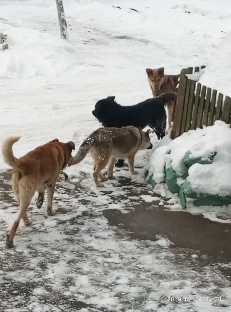 Help deal with stray dogs - Stray dogs, Pushkinsky district, Inaction of the authorities, No rating, Longpost, Moscow region