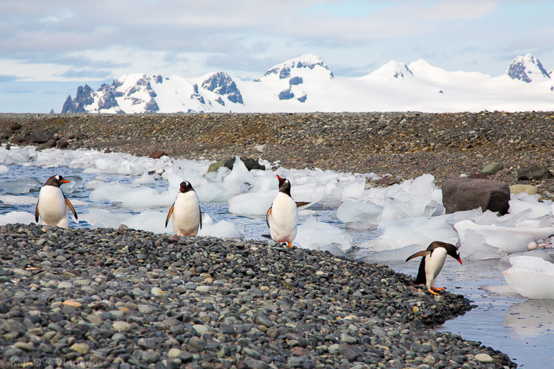 One ticket to Antarctica, sir! - My, Antarctica, Tour, Travels, Arctic Circle, The Bears, Penguins, Longpost