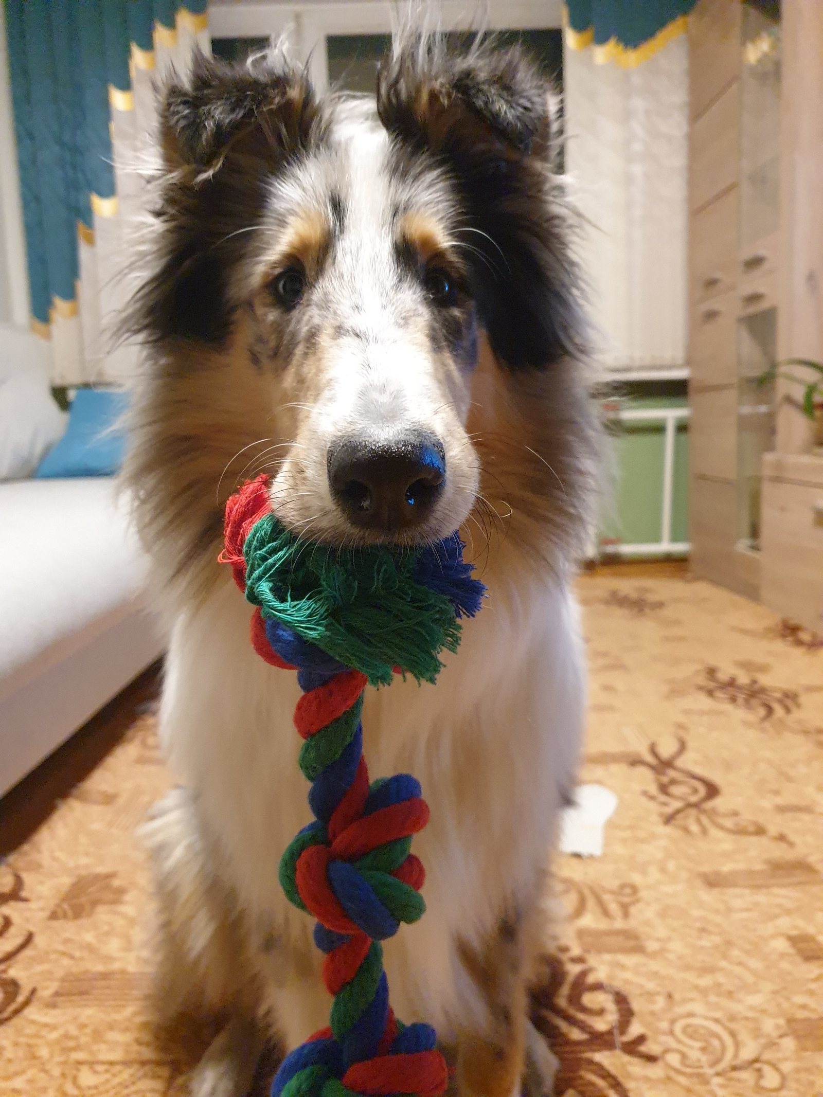 Professor Kaspersky - My, Dog, Collie, Longpost