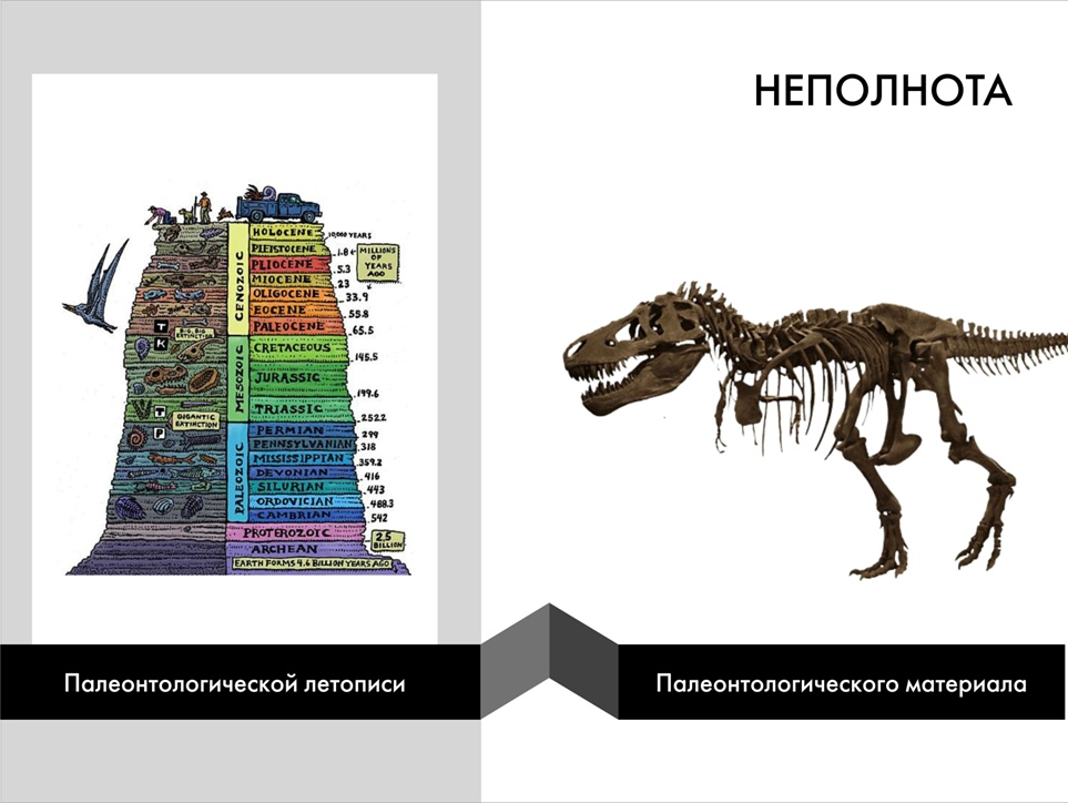 Значение палеонтологии. Палеонтологическая летопись. Палеонтология схема. Палеонтология таблица. Причины неполной палеонтологической летописи.