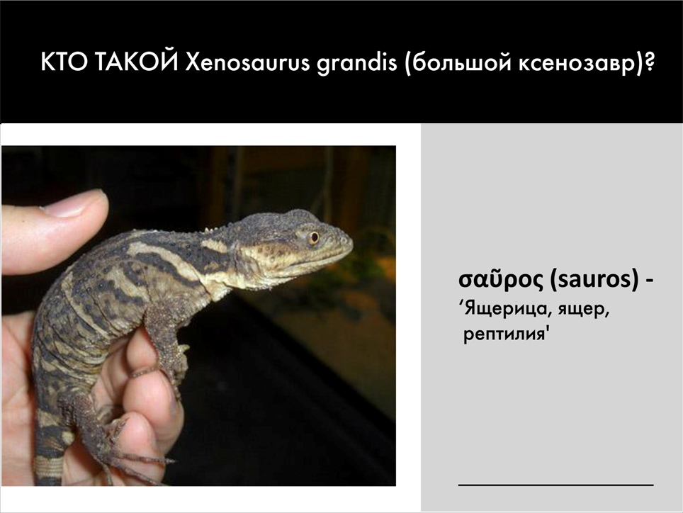 Paleontological Beasts and Where to Find Them: The Myths of the Omnipresent Dinosaurs. Part 1 - My, Paleontology, Dinosaurs, Pavel Skuchas, Anthropogenesis ru, Scientists against myths, Video, GIF, Longpost