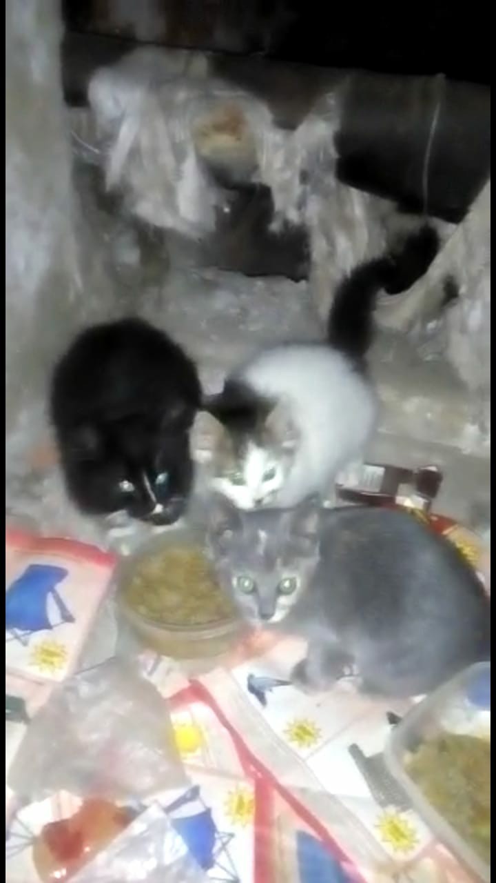 Kittens are looking for a home! - My, cat, From hand to hand, Homeless animals, Attach, Ryazan, Longpost, In good hands