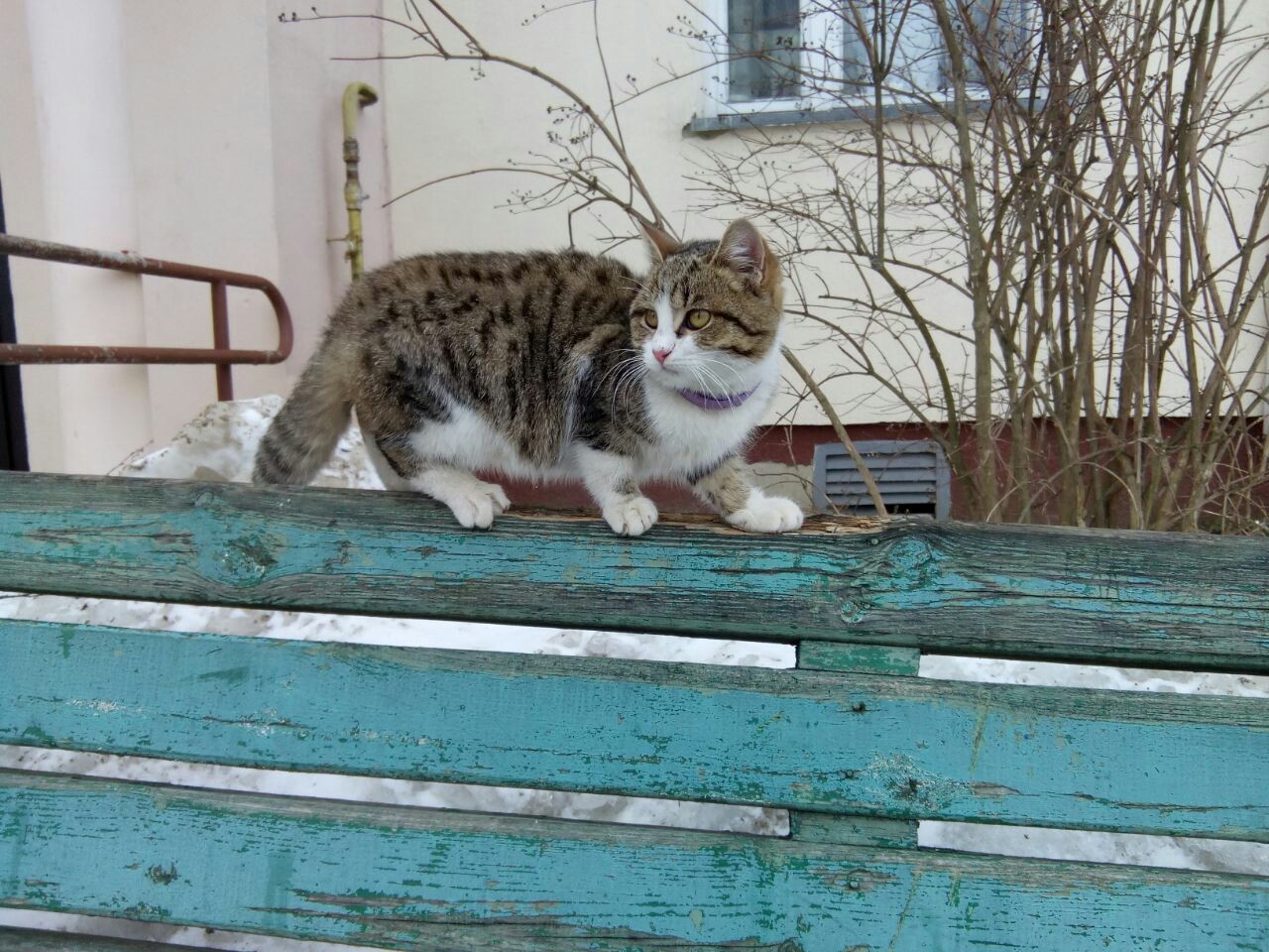 Найден котик, ласковый, домашний. С сиреневым ошейником. | Пикабу