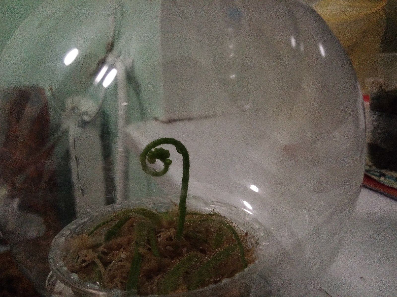 Germination of a sundew from a peduncle - My, Carnivorous plants, Venus flytrap, Dionea, Longpost, Exotic, Insectivores, Sundew