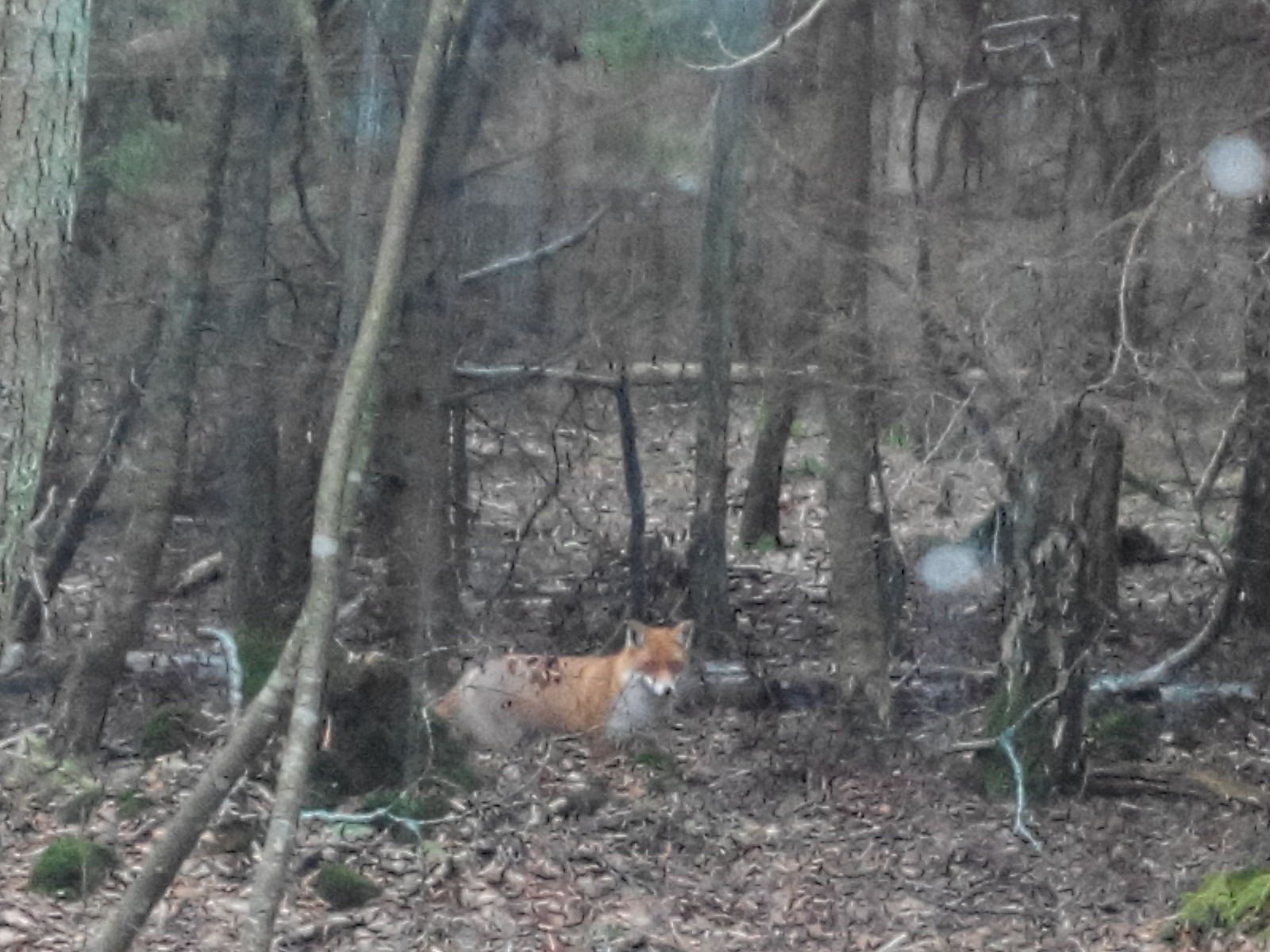 Met a beauty - My, Fox, Curonian Spit