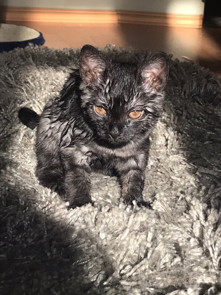 What revenge looks like - My, Catomafia, Wet, Punishment, Revenge, cat