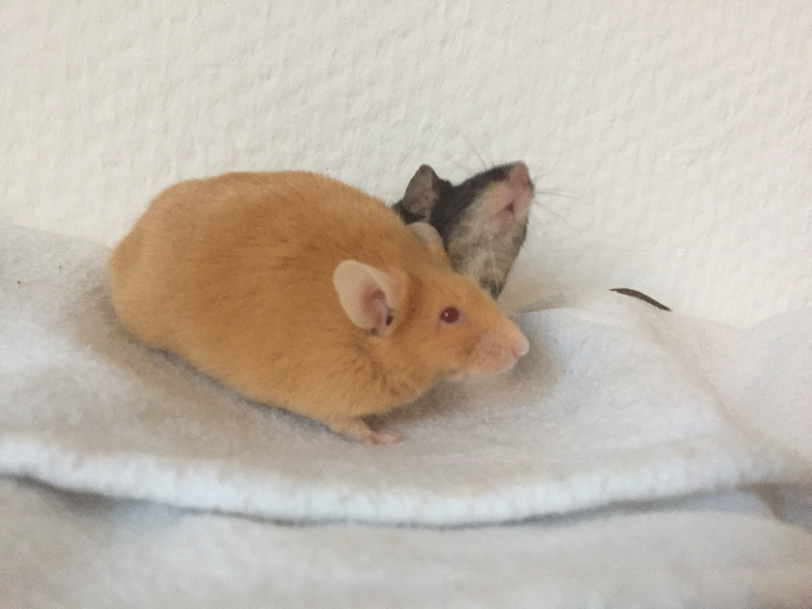 What did my wife call these two mouse brothers? - Mouse, , , Longpost