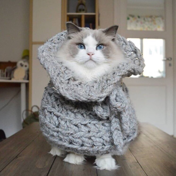 When it's cold outside - I love you so much, Gazprom - cat, Catomafia, Pets, Images, Milota