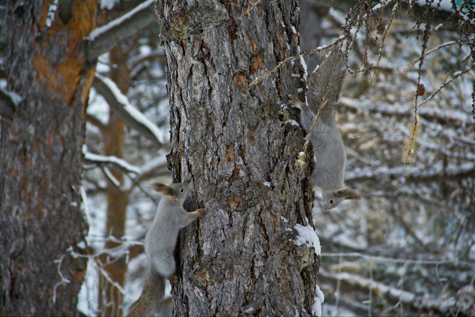 Chelyabinsk squirrels - My, Squirrel, Chelyabinsk, Fluffy, The photo, Longpost, Animals