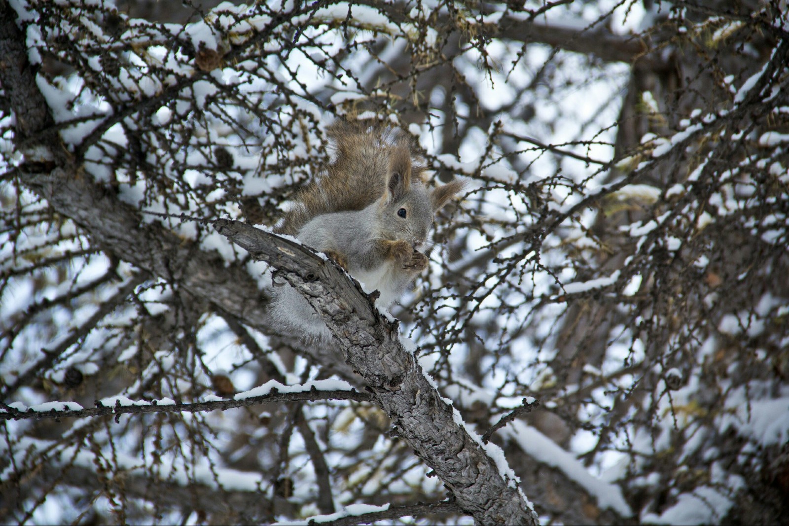 Chelyabinsk squirrels - My, Squirrel, Chelyabinsk, Fluffy, The photo, Longpost, Animals