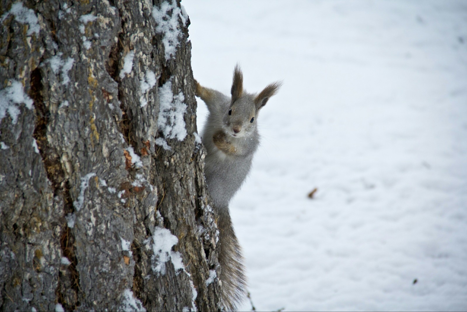 Chelyabinsk squirrels - My, Squirrel, Chelyabinsk, Fluffy, The photo, Longpost, Animals