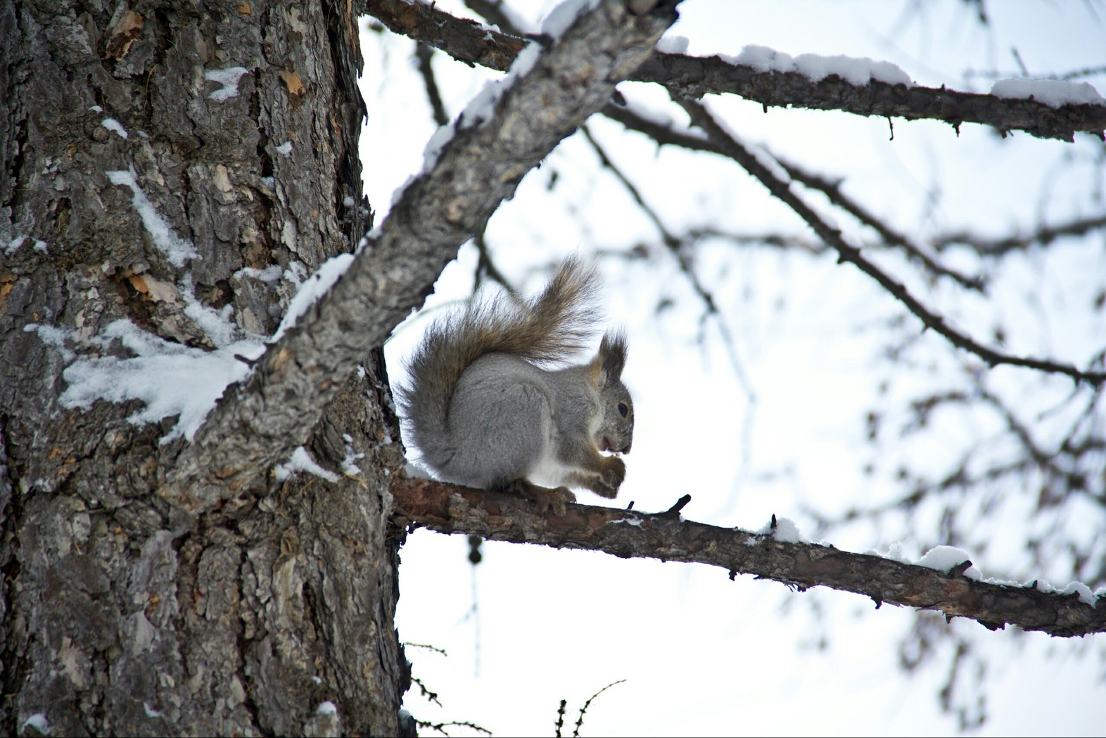 Chelyabinsk squirrels - My, Squirrel, Chelyabinsk, Fluffy, The photo, Longpost, Animals