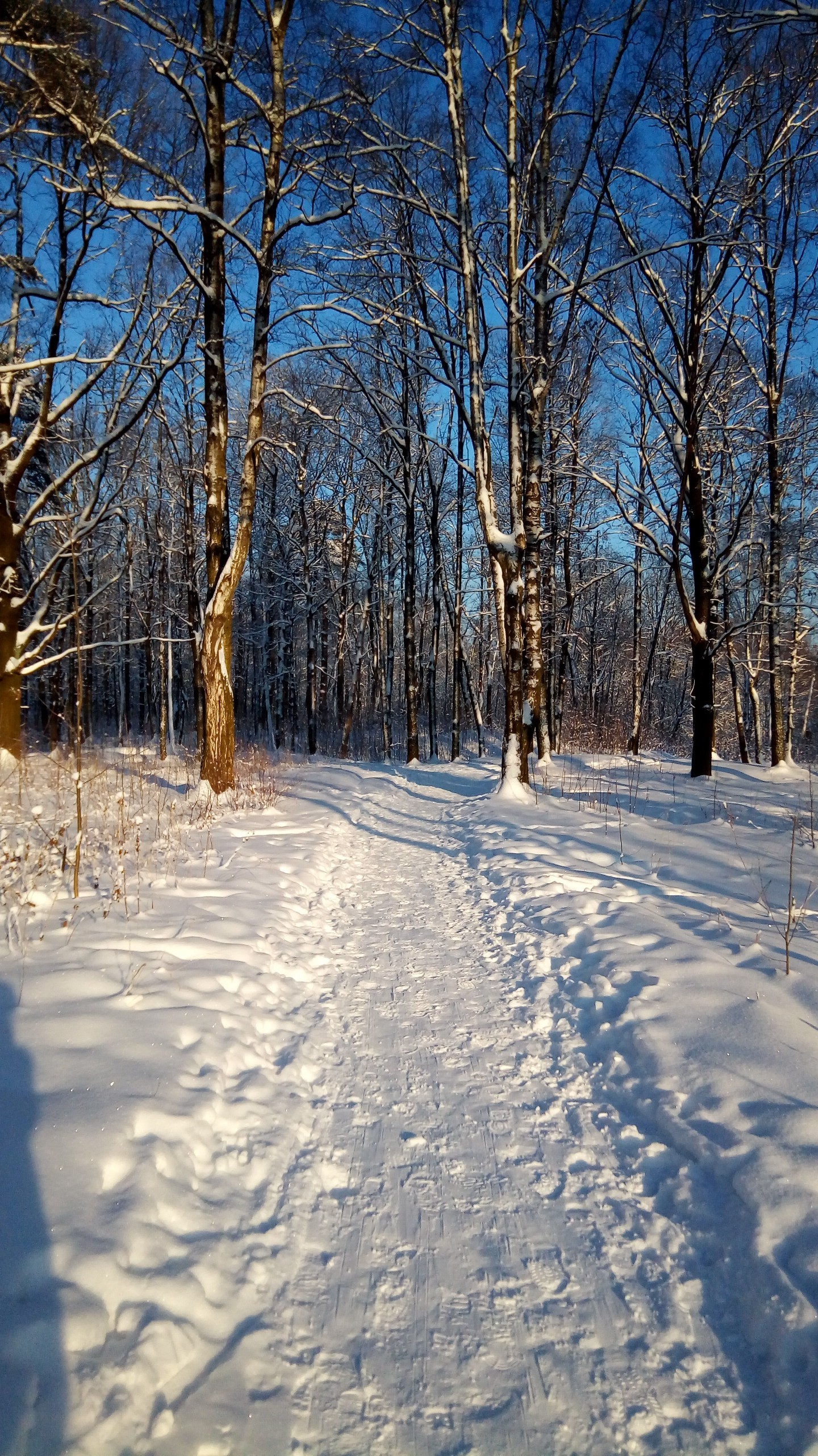 #winter this year is beautiful, but I already miss spring - The nature of Russia, Hiking, Travels, Leningrad, Saint Petersburg, Longpost