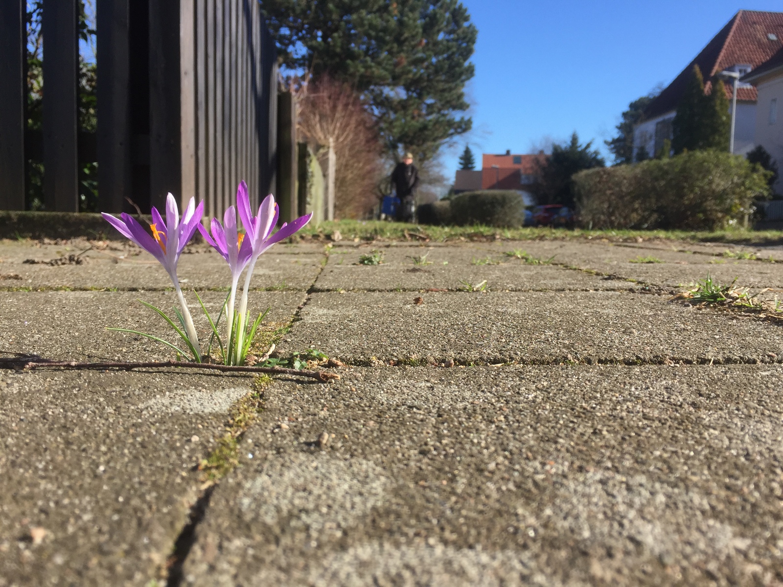 24 February - My, Crocus, Spring, The photo