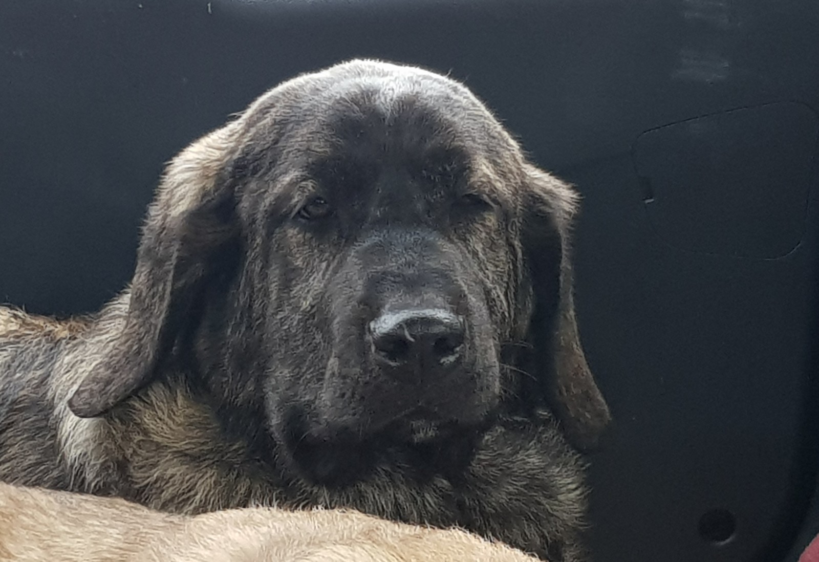 Sisters at the show - My, Spanish Mastiff, Dog show, Video, Longpost, Exhibition, Dog