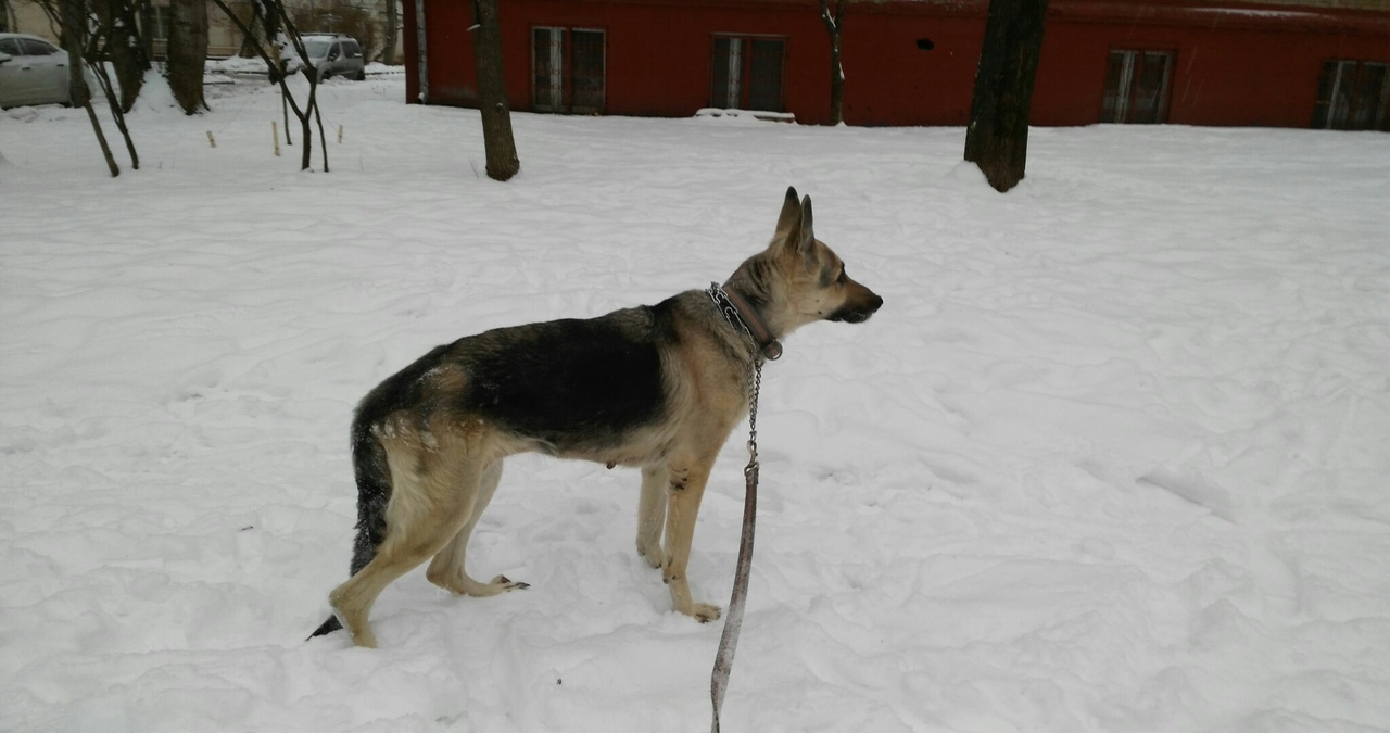 Found a purebred East European Shepherd dog, with an injury - My, East European Shepherd, Longpost, Found a dog, Moscow, Lyublino, Help, No rating, Dog, Helping animals