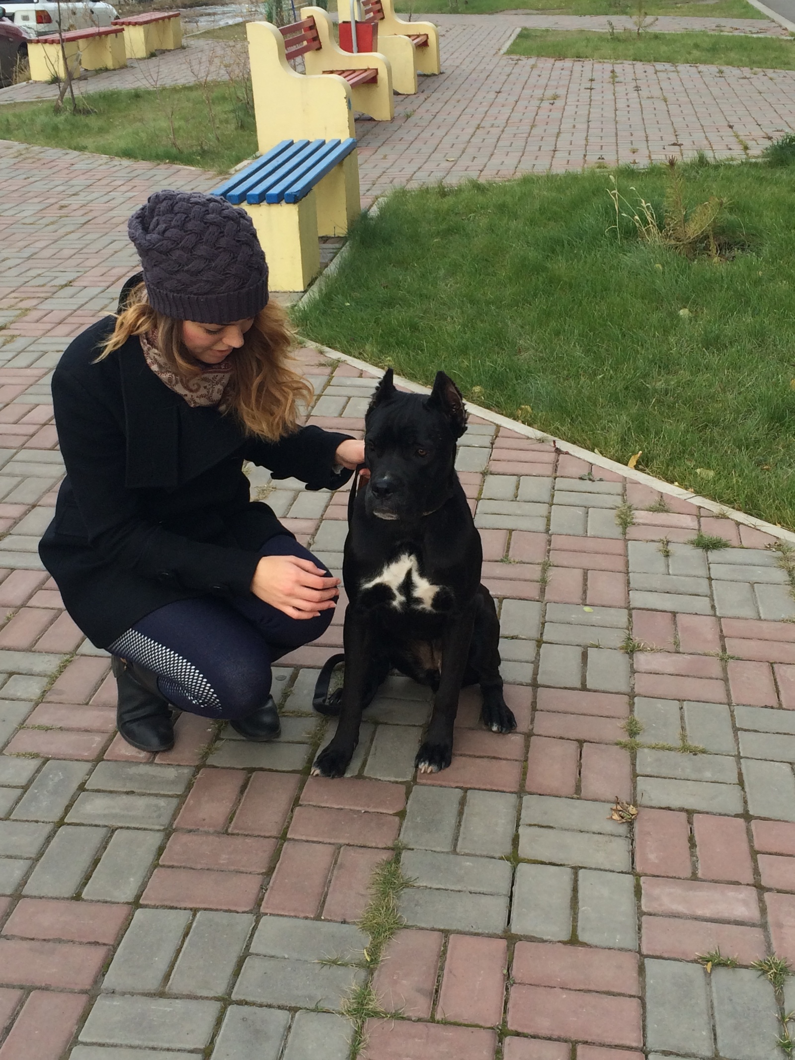 Our Star - My, Cane Corso, Dog, Pets, Longpost, Friend