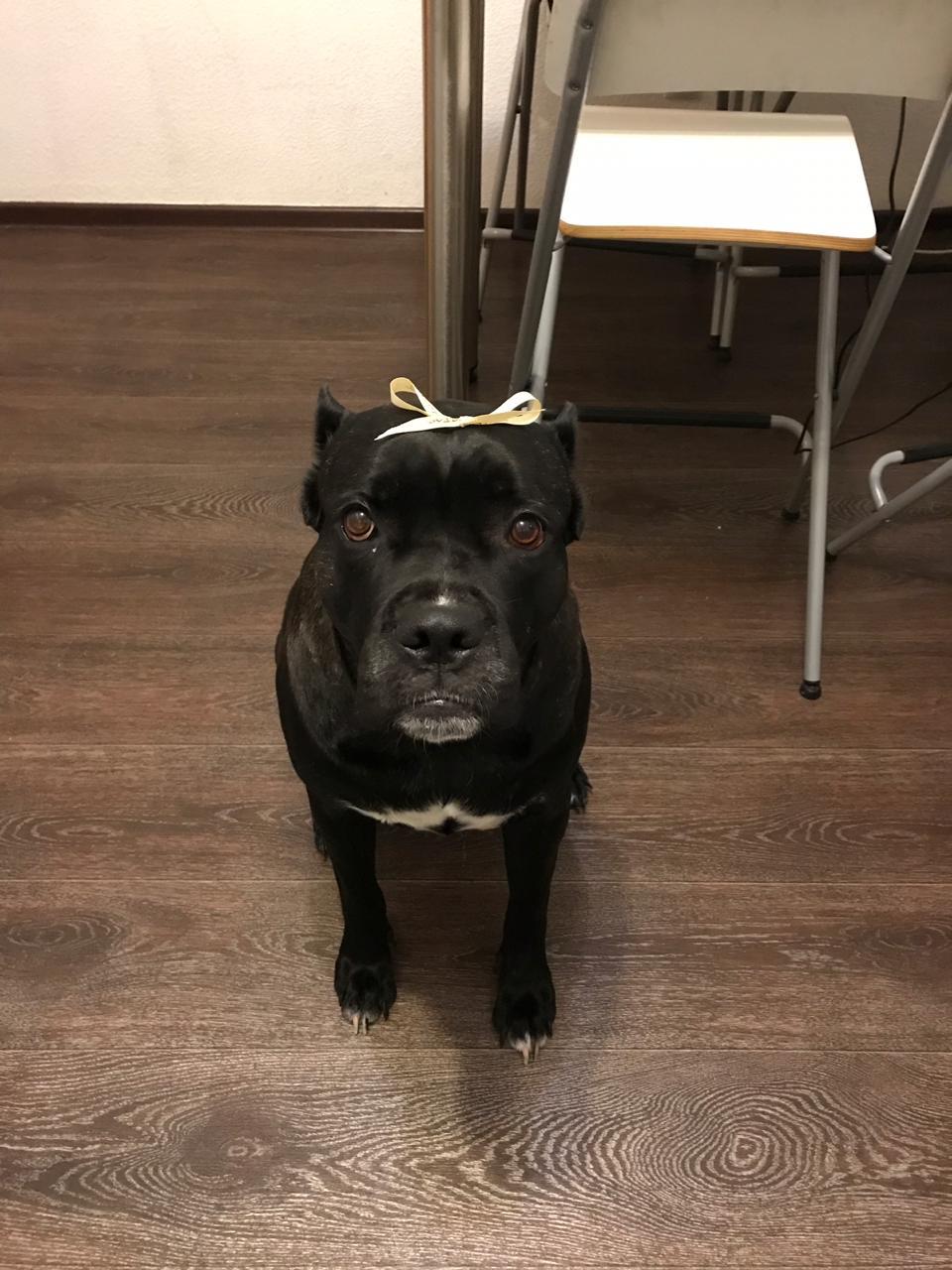 Our Star - My, Cane Corso, Dog, Pets, Longpost, Friend