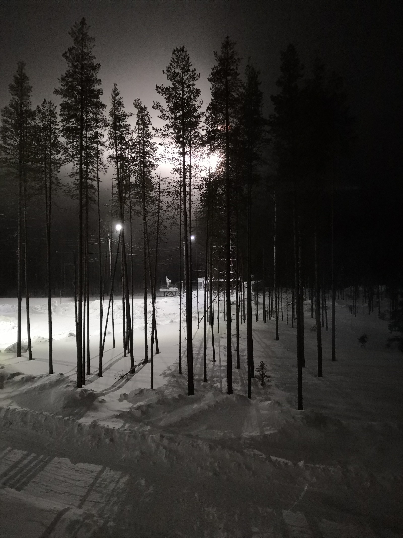 pine grove - My, Grove, Night, Winter, The photo, No filters, 