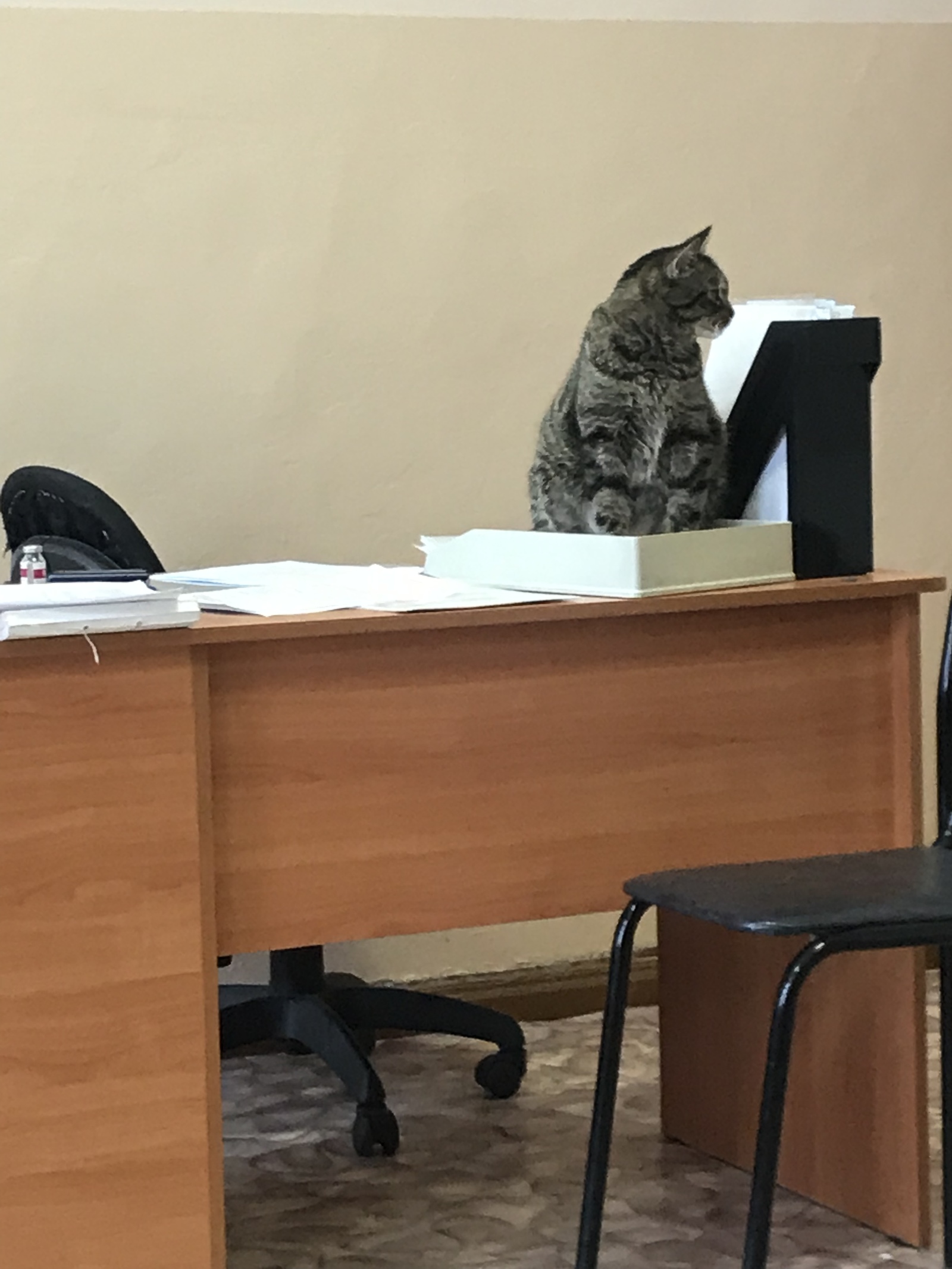 Head doctor of the local veterinary clinic and bonus - Vet clinic, Sverdlovsk region, State, cat, Longpost, Pets