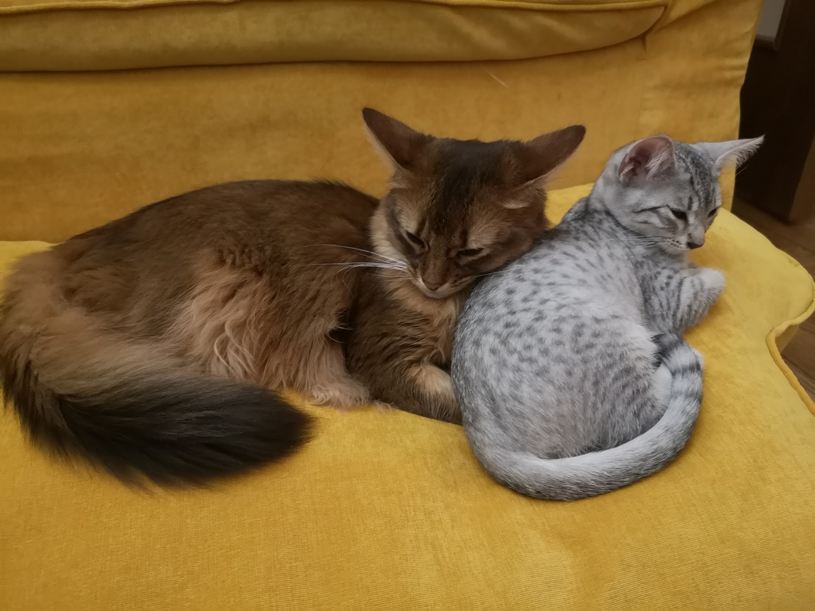 Got a second cat. - My, cat, Catomafia, Egyptian Mau, somali cat