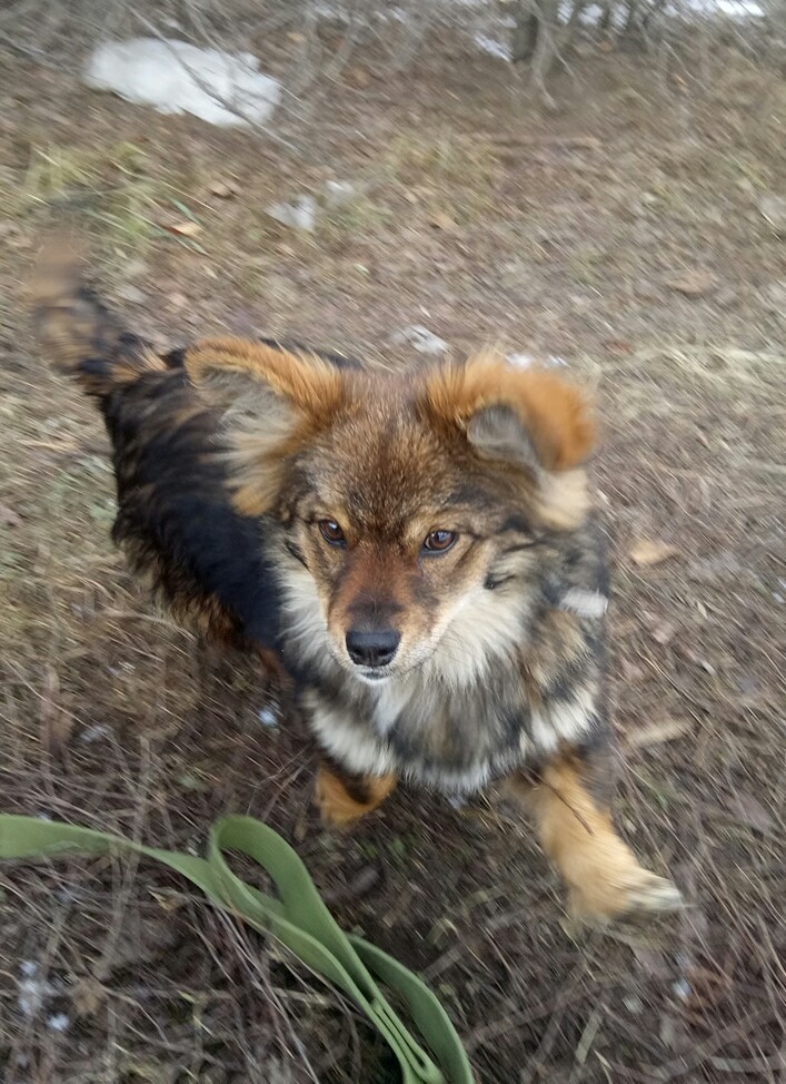 Teddy bear - My, Dog, Puppies, Cur, Dog days, Walk, Milota, Longpost