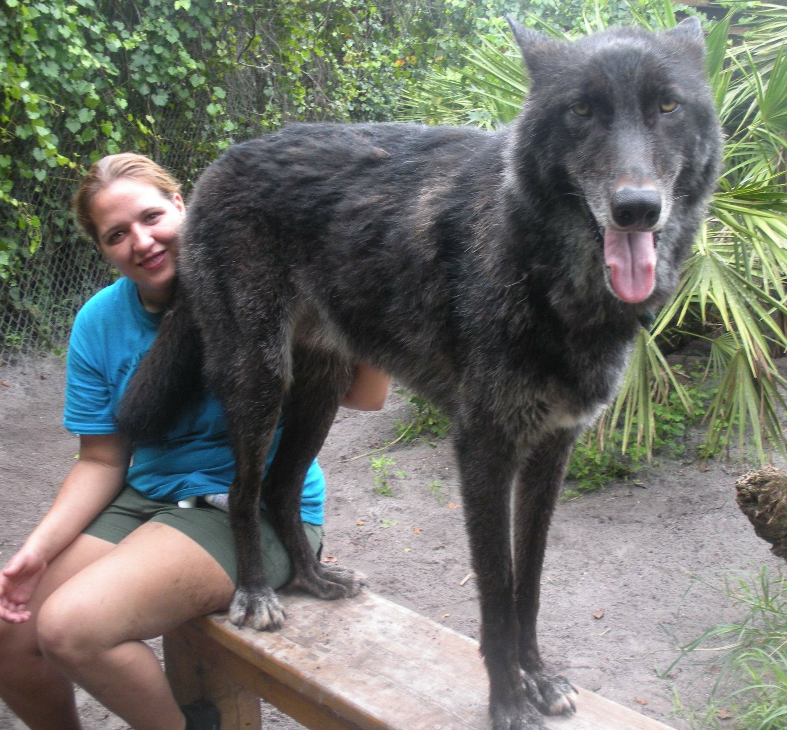 Here is the wolf. But they wanted to kill him - Animals, The photo, Longpost, Wolf, Huge