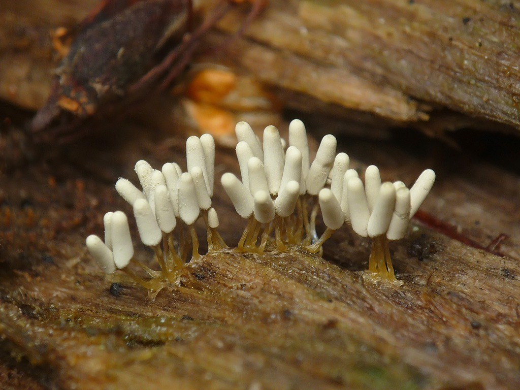 Myxomycetes. - Myxomycetes, Slime molds, , GIF, Longpost, Informative