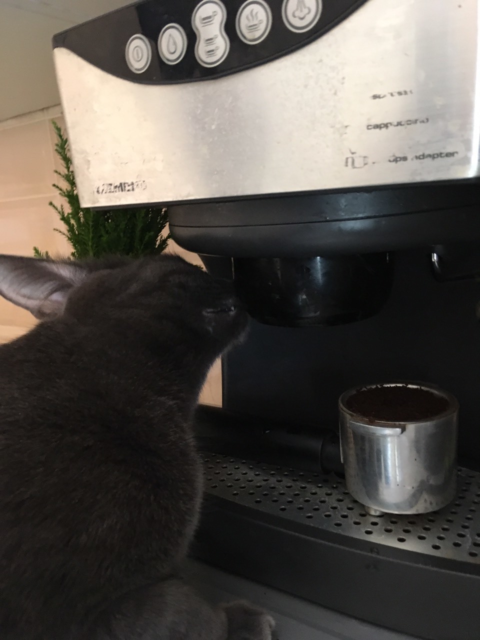 Morning catfe - My, Coffee machine, cat, Longpost, Pets