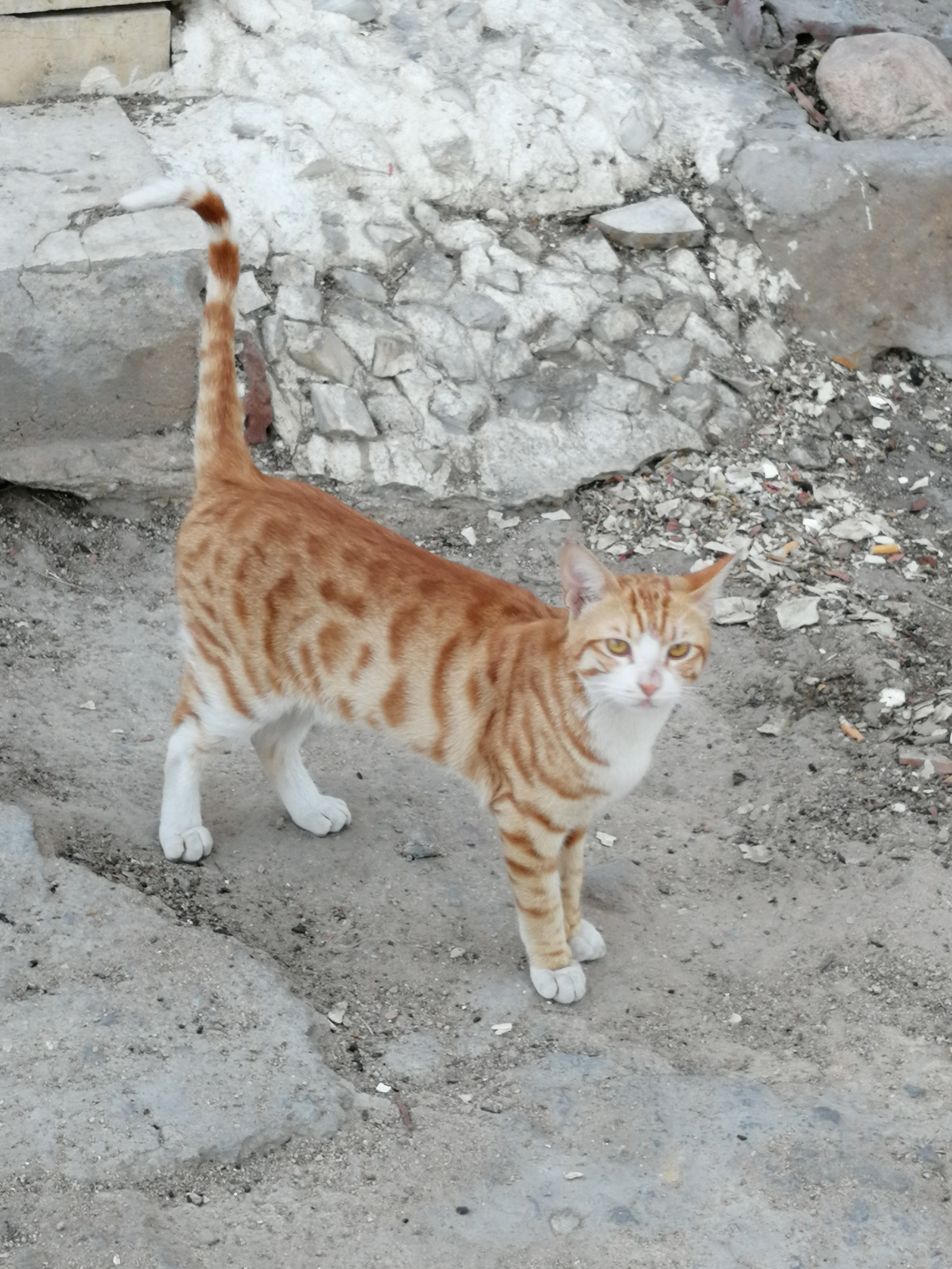 Египетские коты | Пикабу