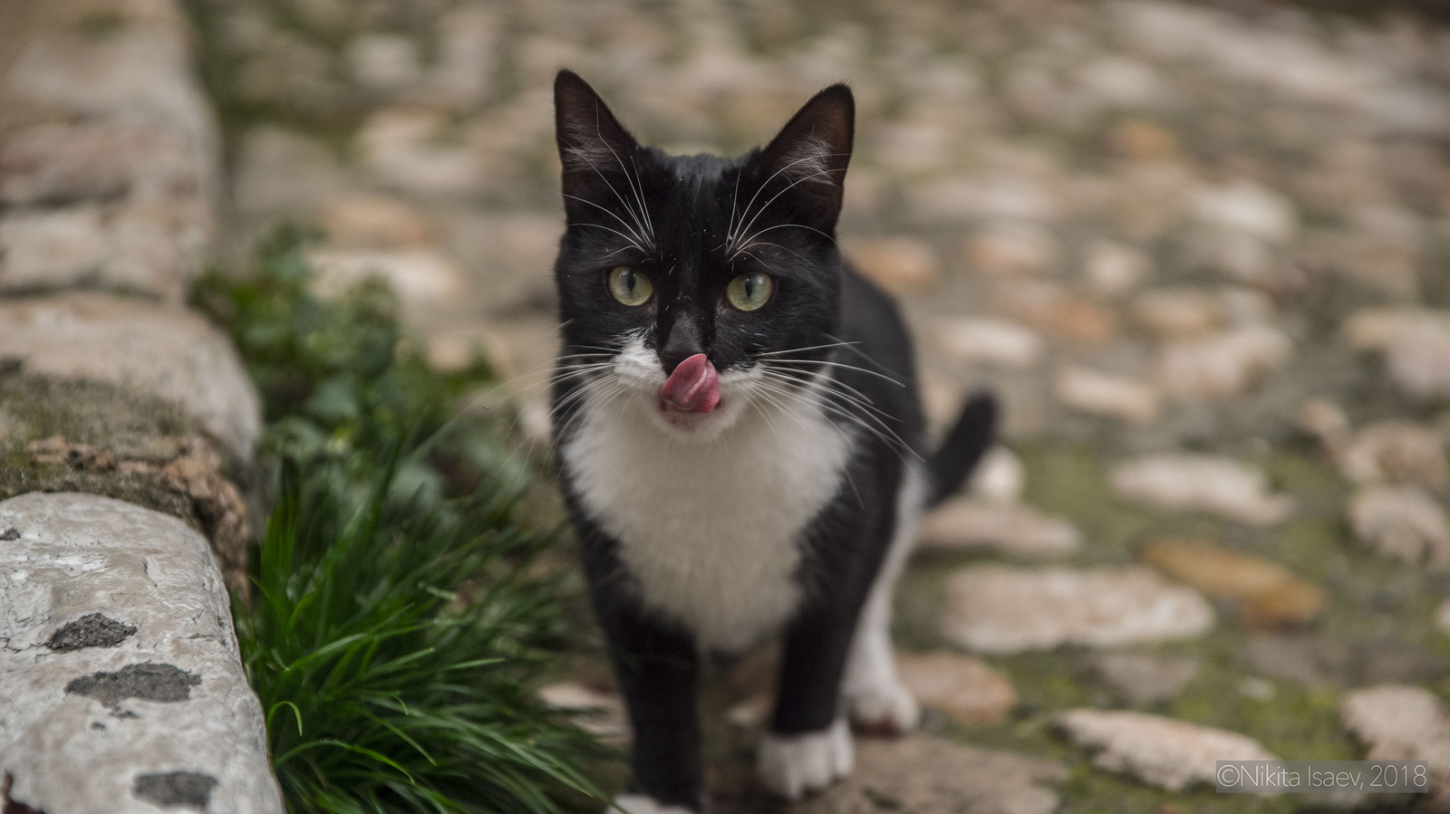 french cat - My, The photo, France, Provence, Beginning photographer, I want criticism, cat