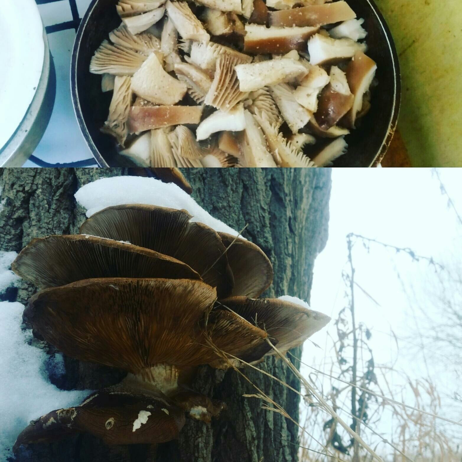 mushrooms in winter - My, Mushrooms, Flora, Silent hunt, Honey mushrooms, Oyster mushroom, Forest