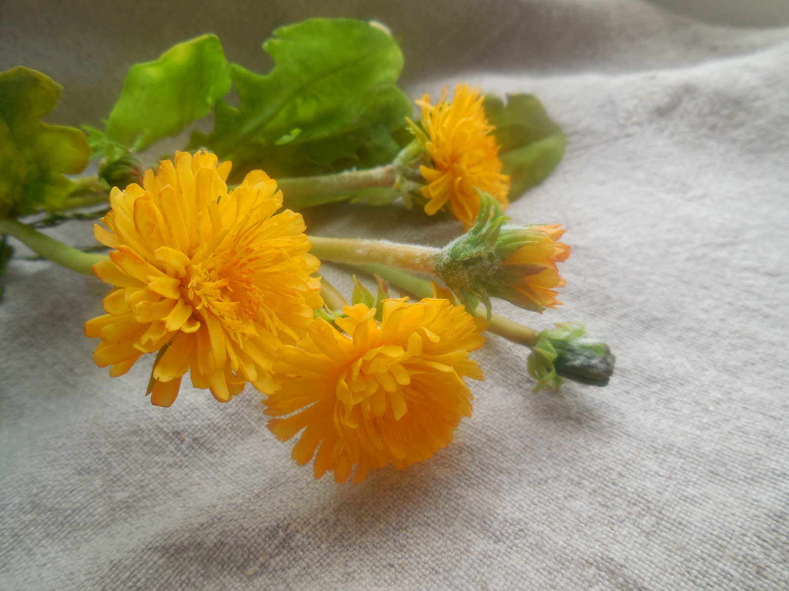 Bouquet of cold porcelain dandelions - My, Polymer floristry, Needlework without process, Flowers, Longpost, Cold porcelain, Dandelion