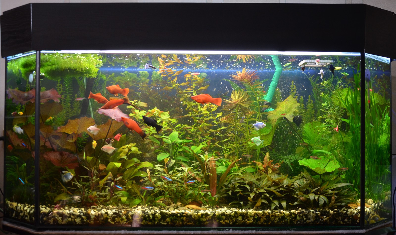 My 250 - My, Aquarium, Aquarium fish, Aquarium plants