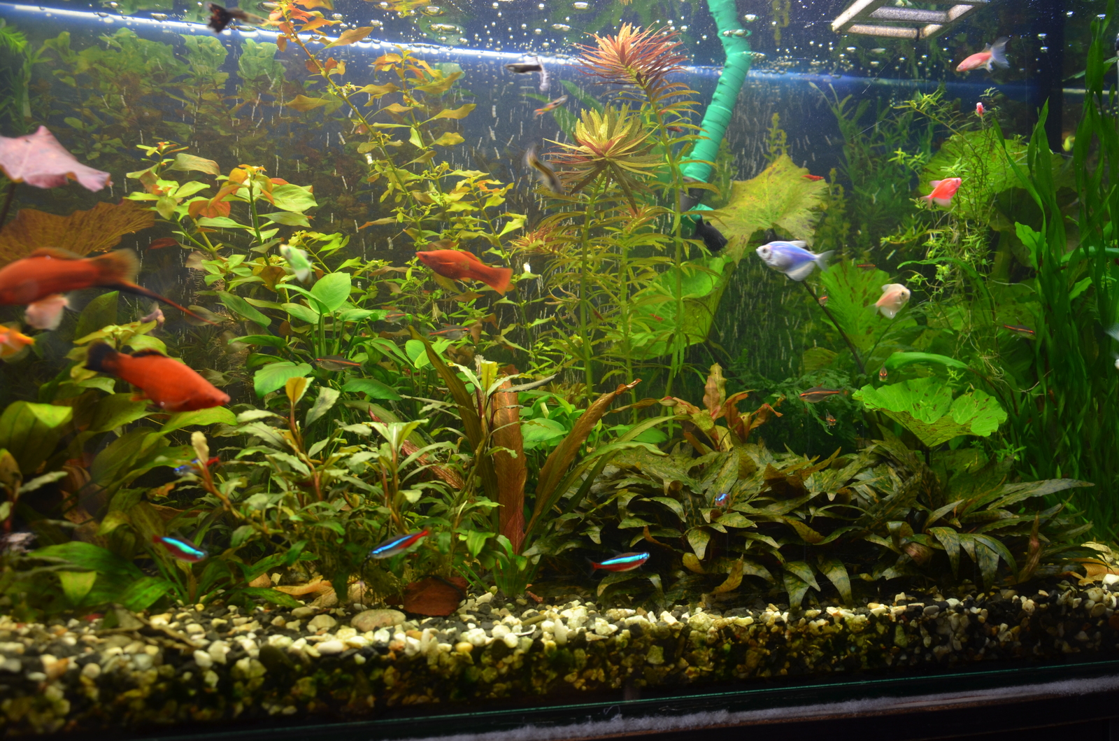 My 250 - My, Aquarium, Aquarium fish, Aquarium plants