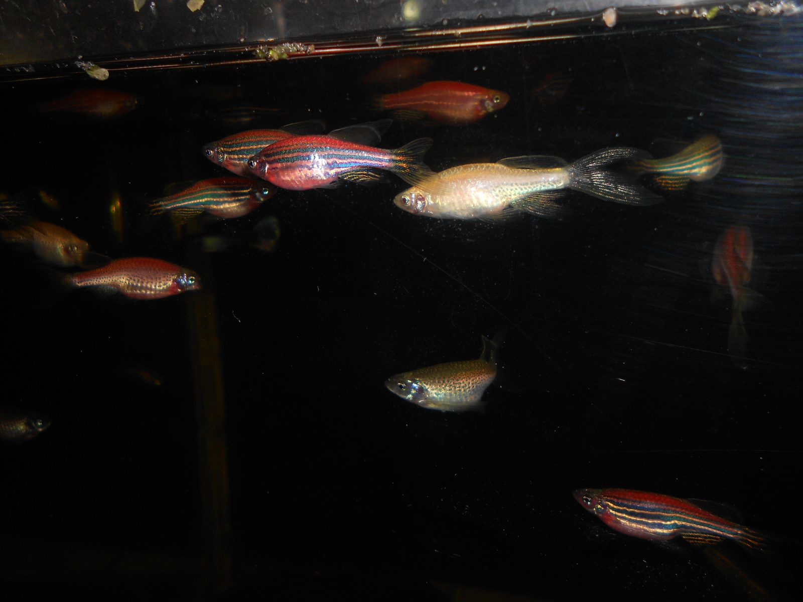 My aquarium pet 4 - My, Aquarium, A fish, , Danio, , Longpost, Stories, Life stories