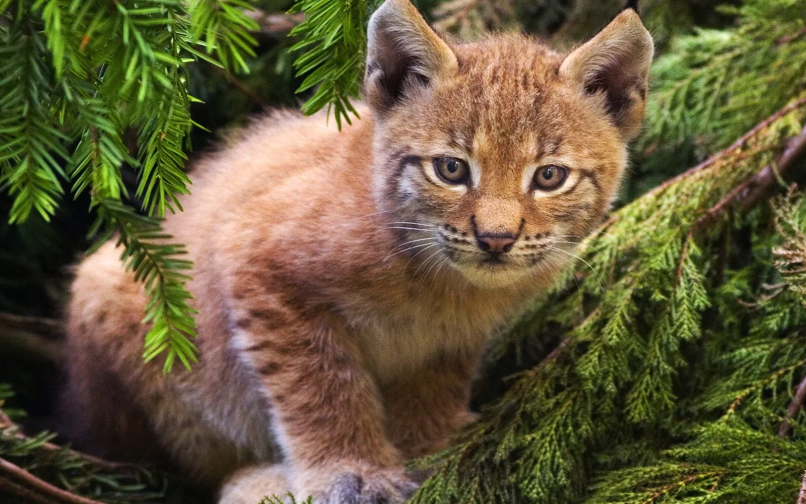 Lynx - Lynx, Animals, Milota, Young, cat, Lynx